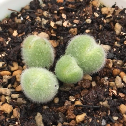 多肉肉锥 紫花小美毛球