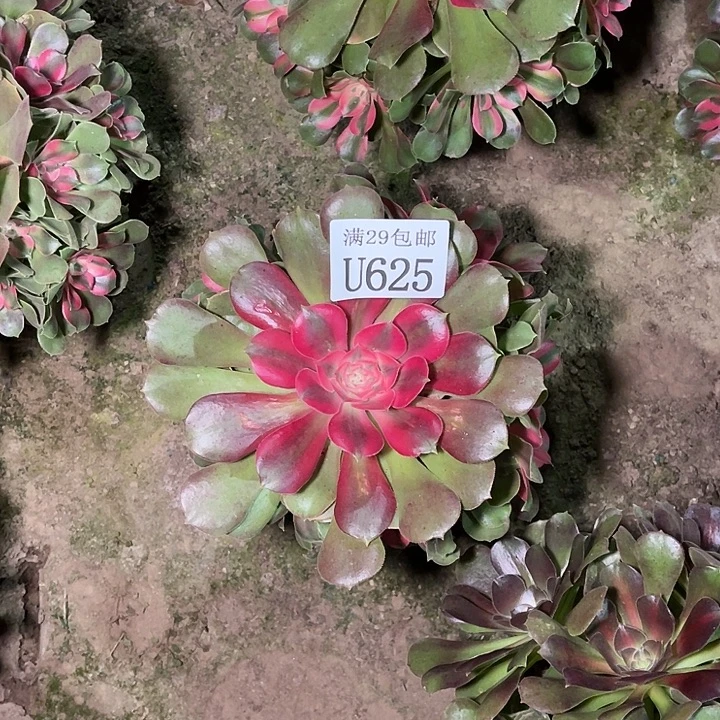 625香妃   多肉植物