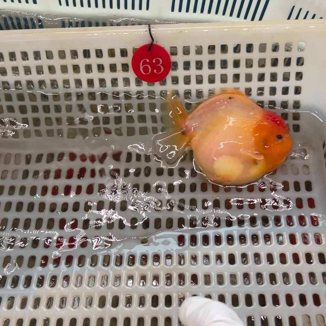 ****.金鱼你好吗我好想
