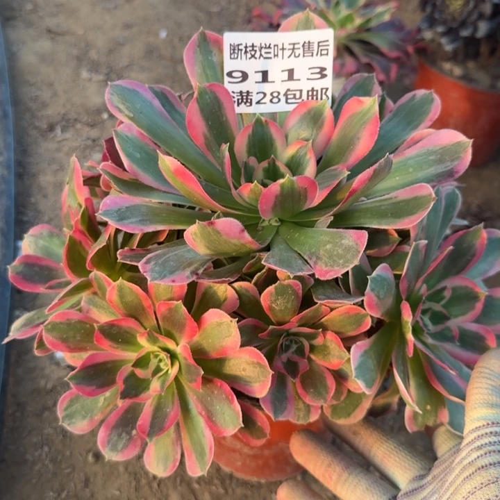 9113二号棚妖月多肉A