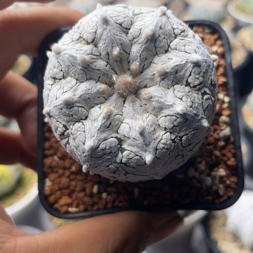 一物一拍泰系实生 幻