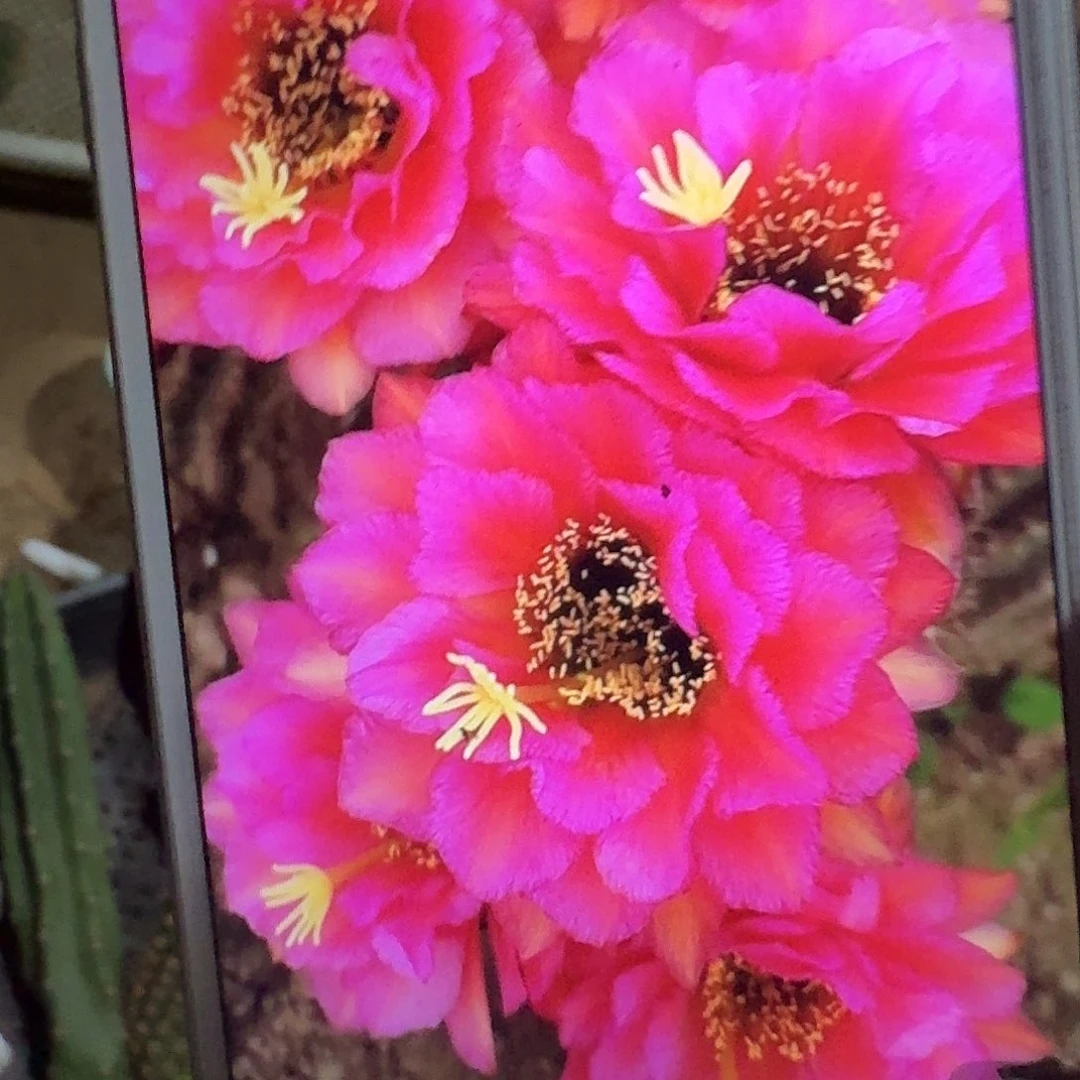 音符侧芽5公分毛花柱
