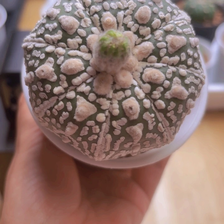 实生奇迹花园超兜