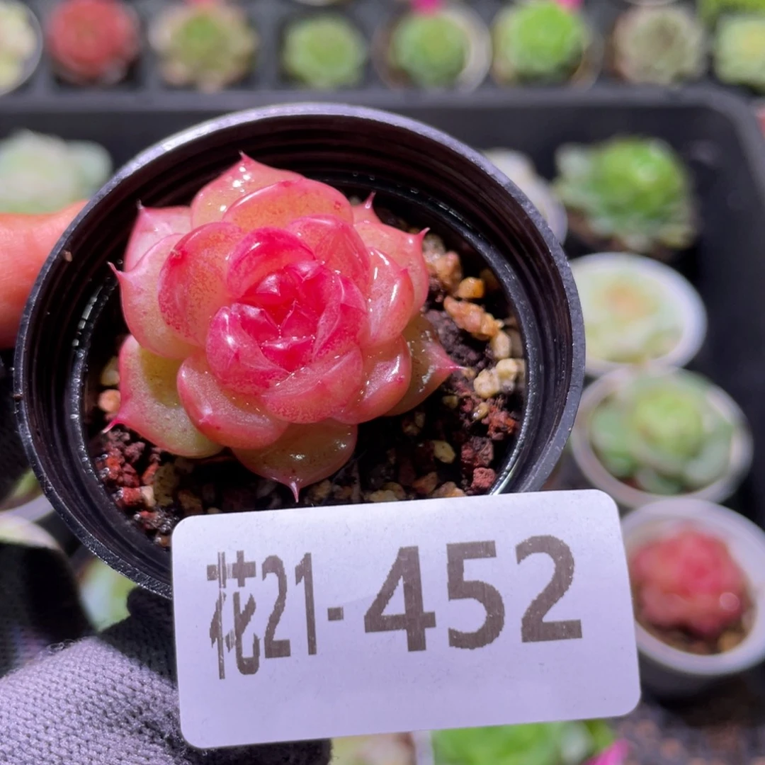 花利美21-452朝露