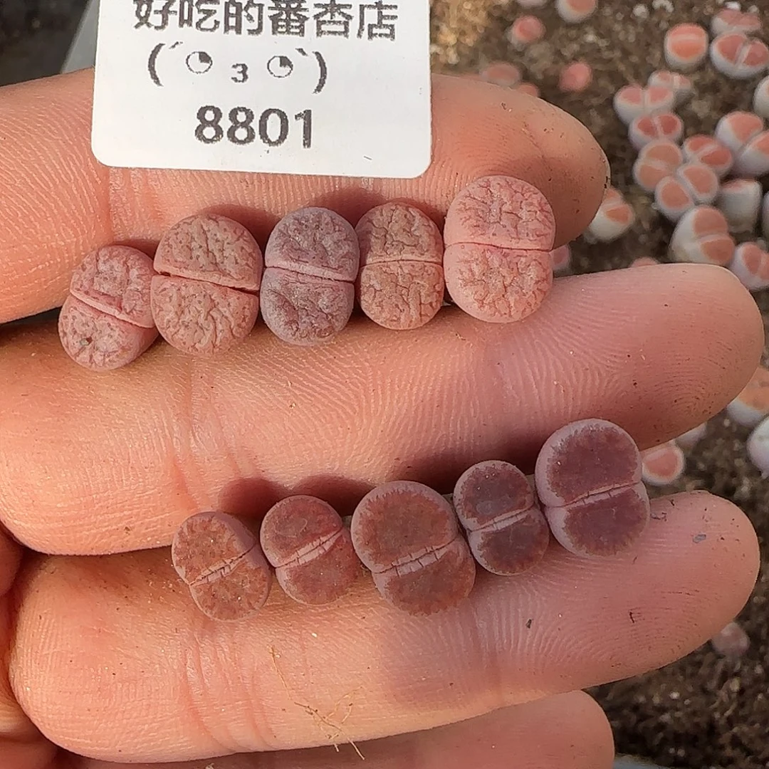 8801。阿克塞尔。。。