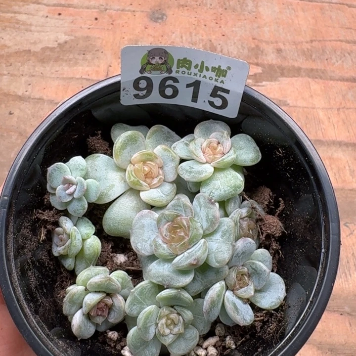 多肉植物多肉植物