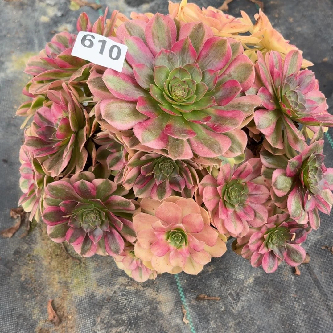 610大雨河多肉一股福利