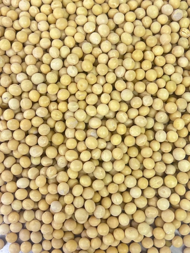 东北海伦高蛋白黄豆