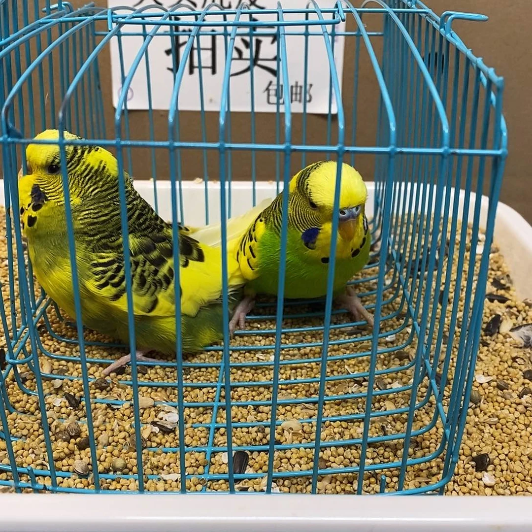 虎皮鹦鹉大头虎皮