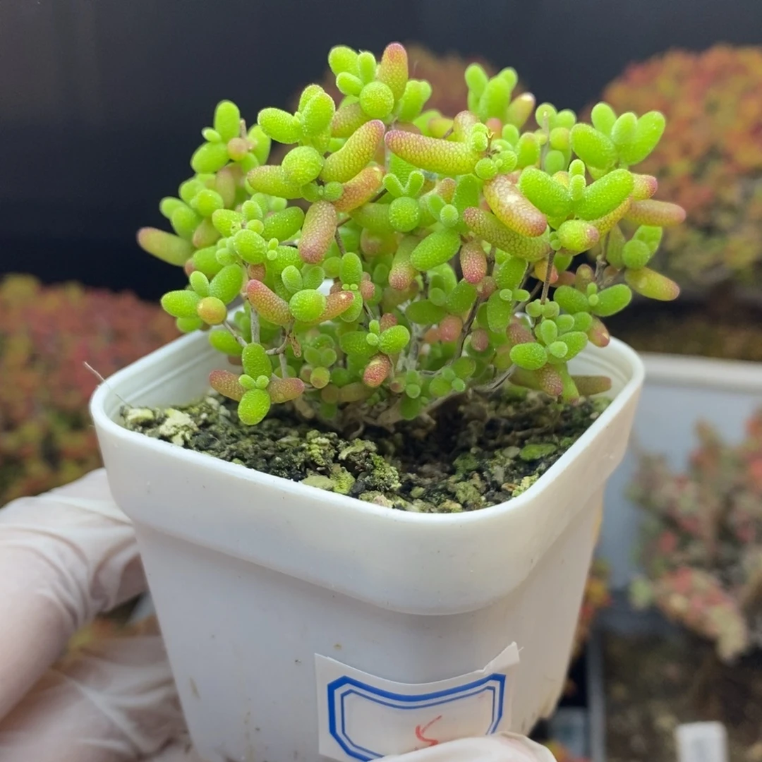 无花朵5号蜜橘糖球枝干