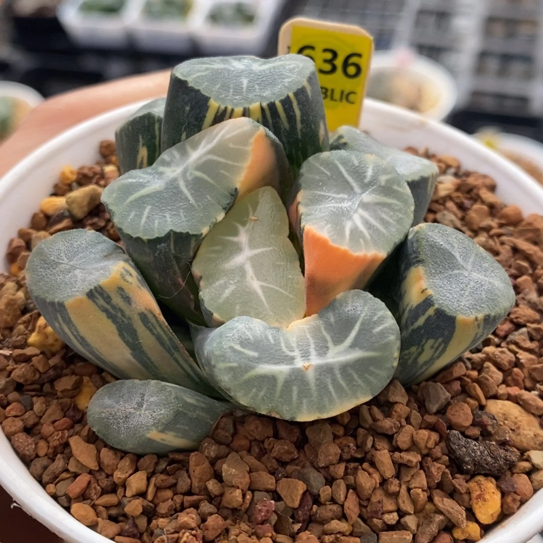 636号欧大宝实生万象锦