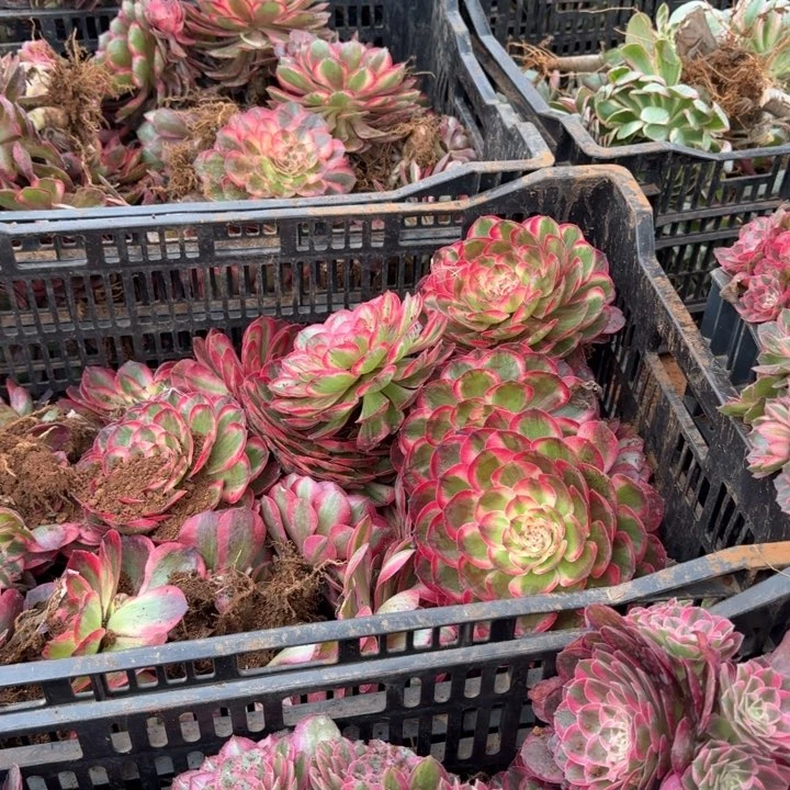 海神啊啊啊啊啊啊啊