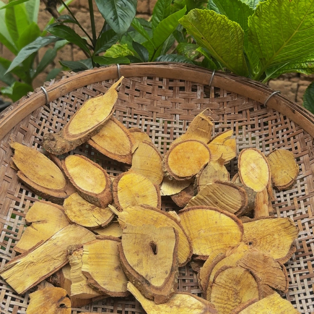 中缅边境飞龙掌血三百棒见血飞(根部干片)