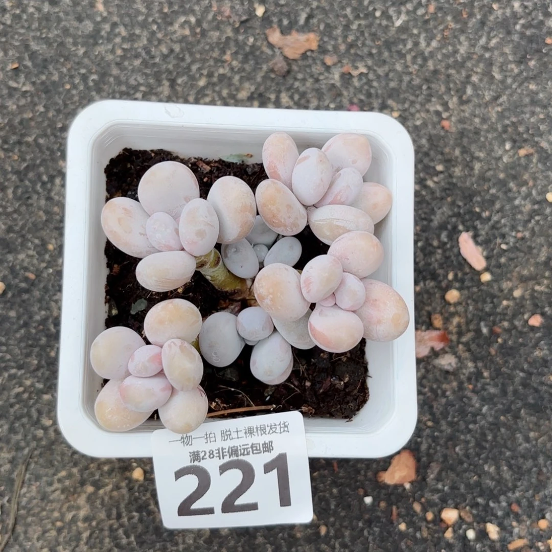 奶酪老桩无盆土发货