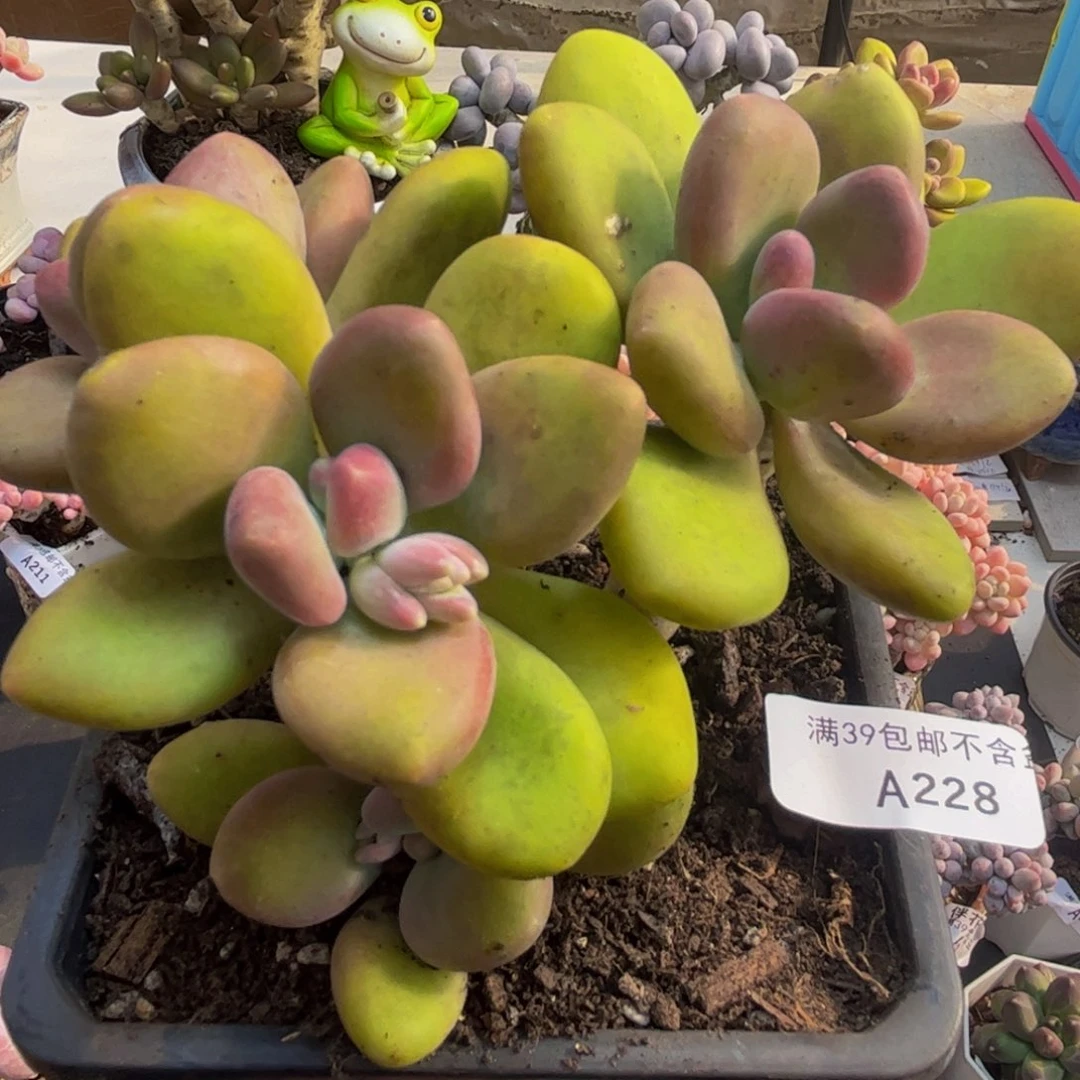 228/10cm芒果奶多肉植物