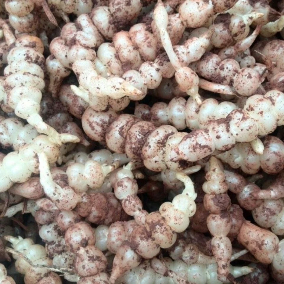带芽螺丝菜种植新鲜地环宝塔菜螺丝菜地葫芦甘露地牯牛草石蚕土