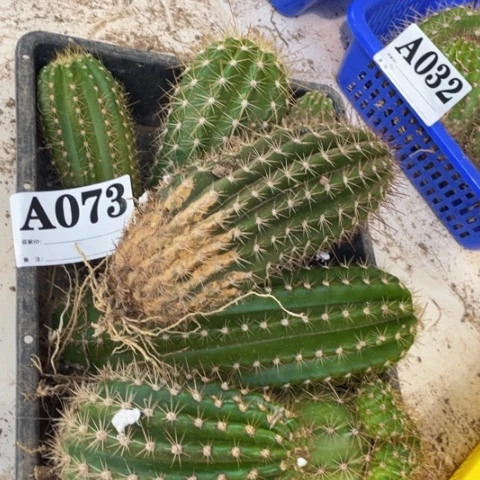 瑕疵的毛花柱a 073
