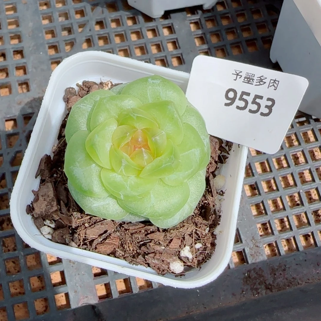新品，9553多肉植物