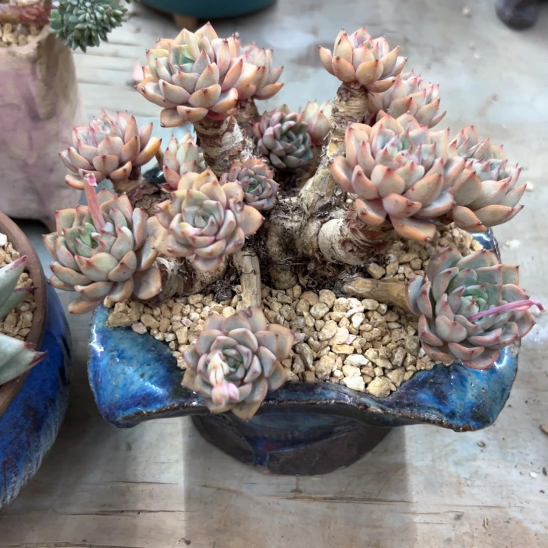 赫本58 零零多肉植物