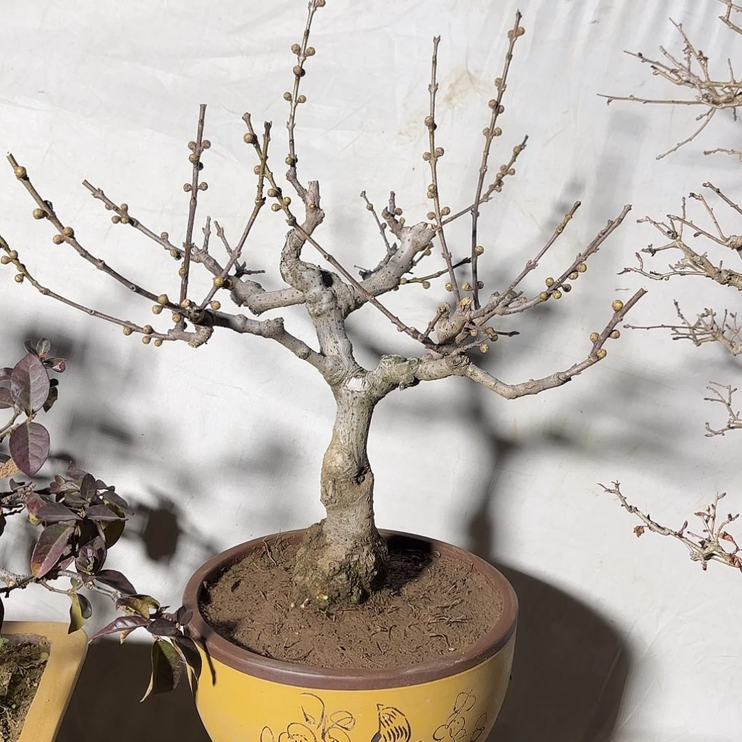 无花朵腊梅盆景盆栽植物