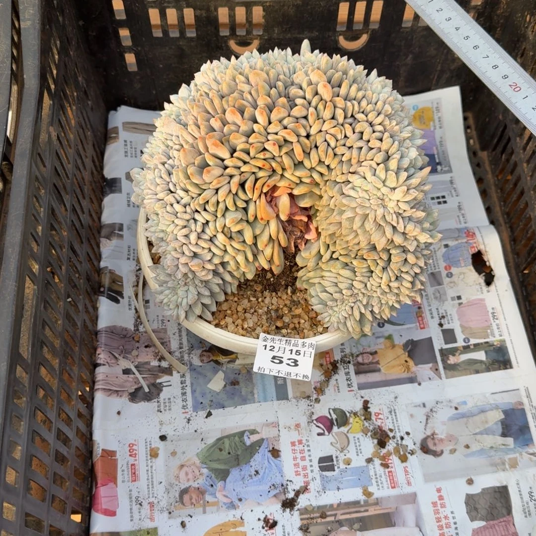 1215-53橙梦露锦缀福利