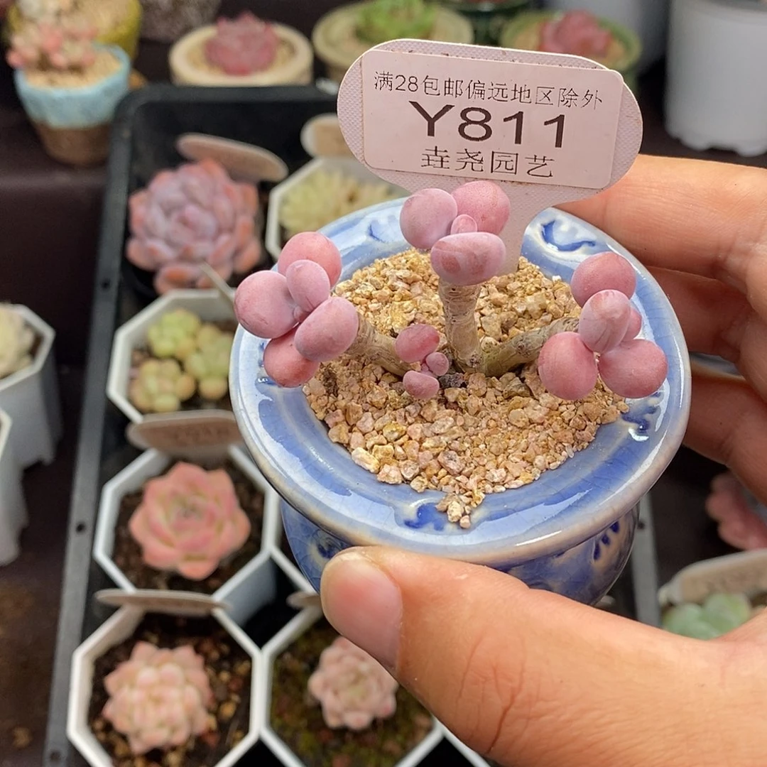 壹****0811 桃蛋 三头 6cm