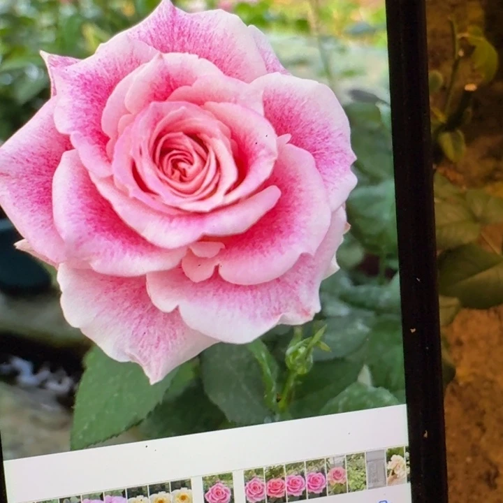 无花朵惊喜扦插小苗