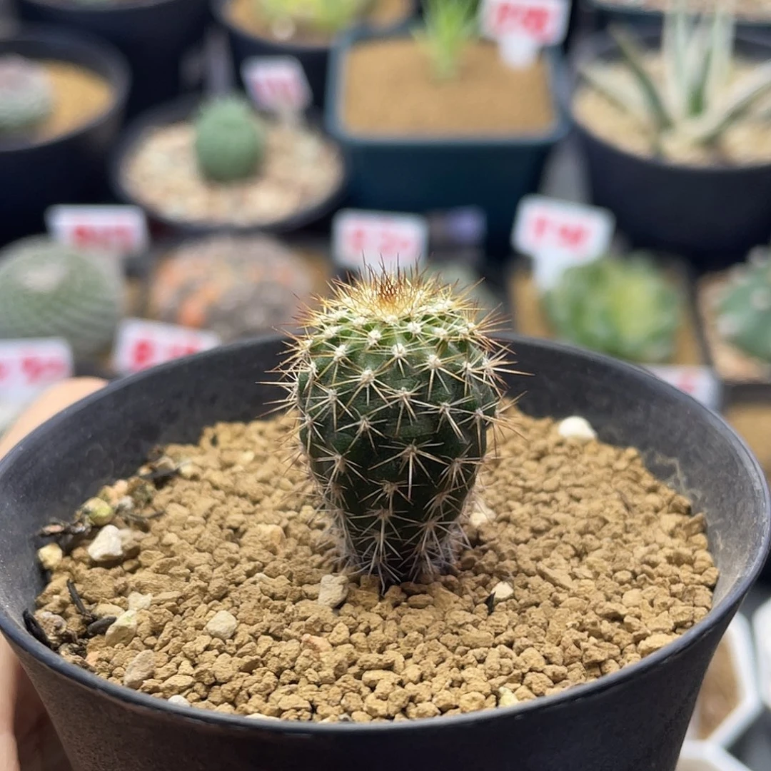 实生节刺尤伯球仙人球