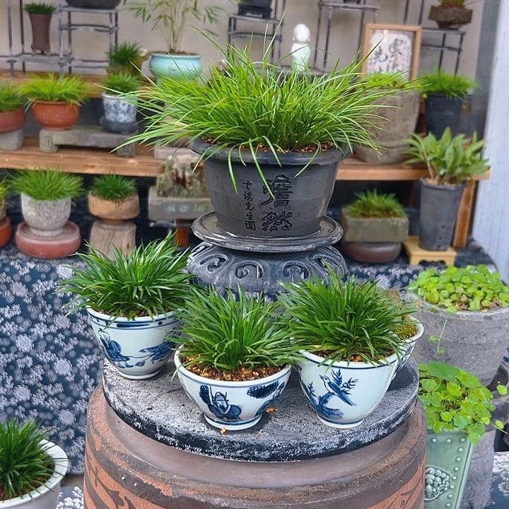 无花朵dnran守拙虎须niwqen