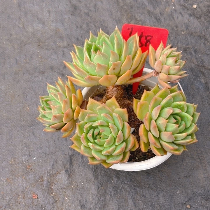 黄金弗兰克多肉植物5 8