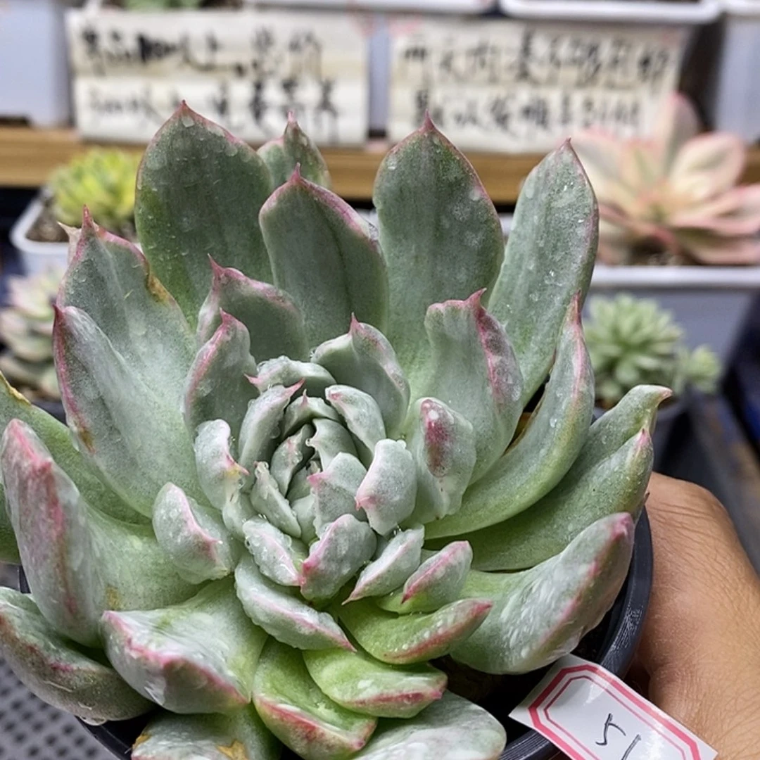 0451 不知名东云冰边雪花锦