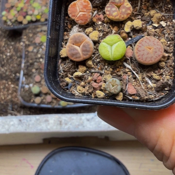 醉***雾多肉植物的生长发育83