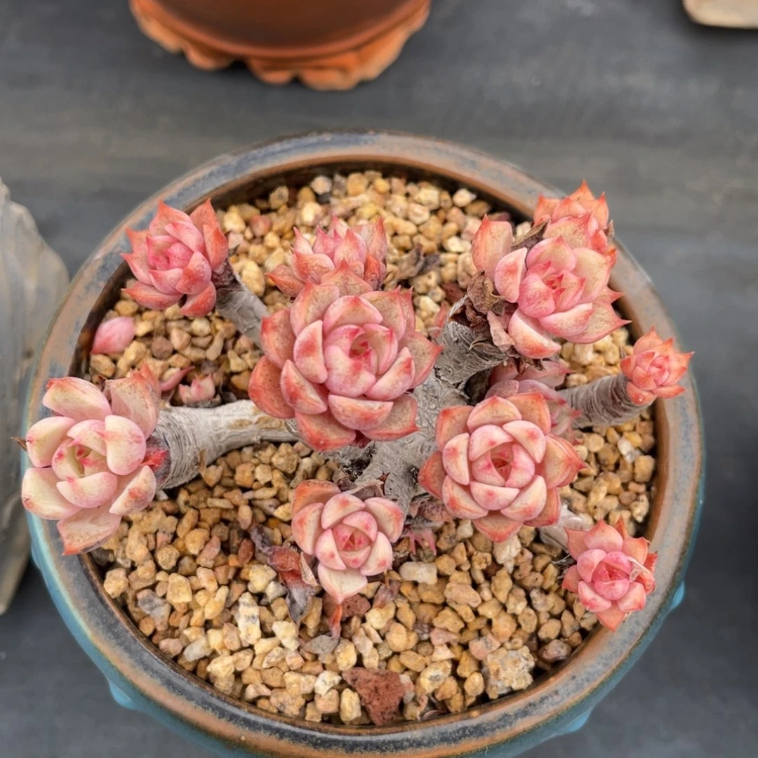 黄金本巴蒂斯老桩