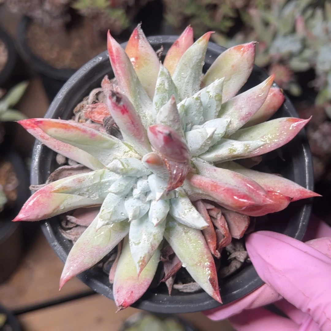 2804法姆哈哈哈哈哈哈哈哈