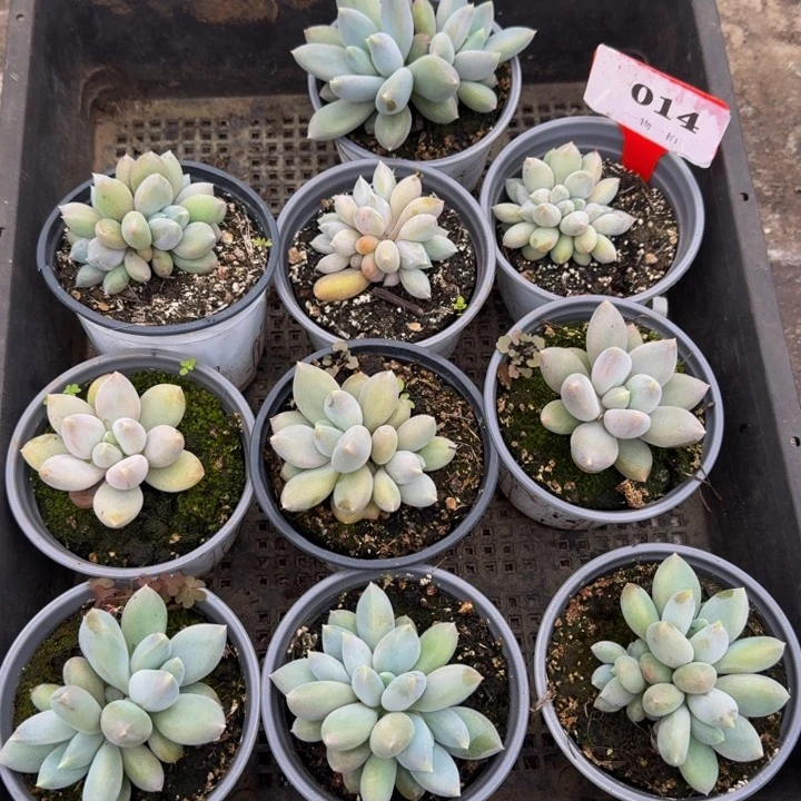 014多肉植物一物一拍