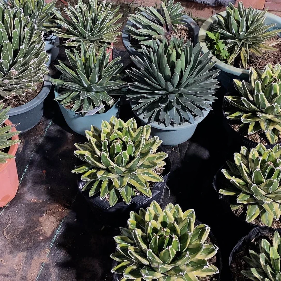 辉山冠幅23公分左右一物一拍