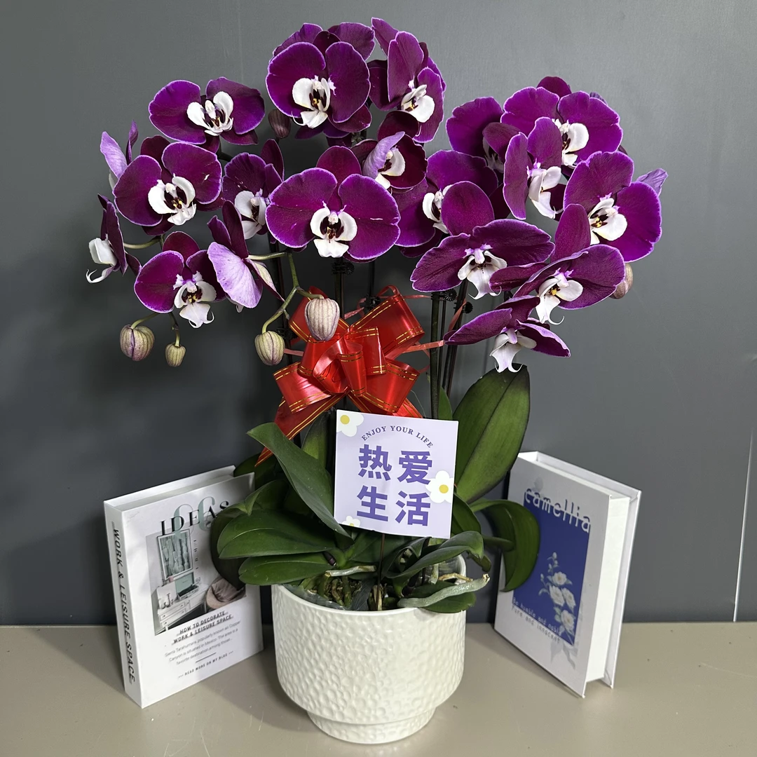 兰馨【米歇尔】 蝴蝶兰盆栽  室内花卉 花期长 好养活植株