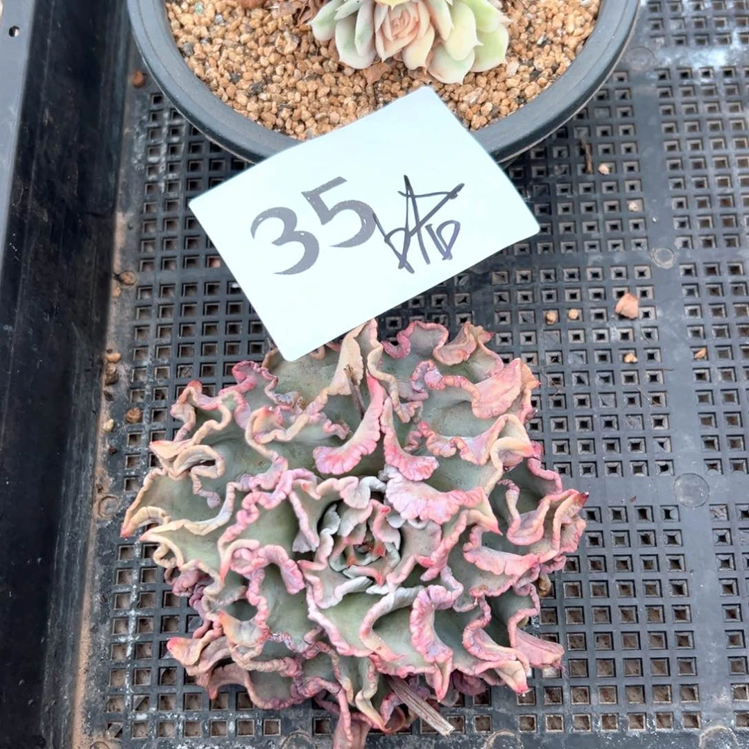 “****”35-）只想呵呵吧吧