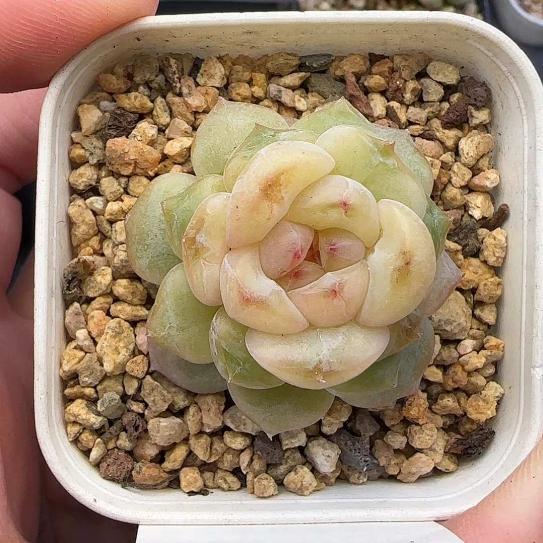 480 【满29包邮非偏远】