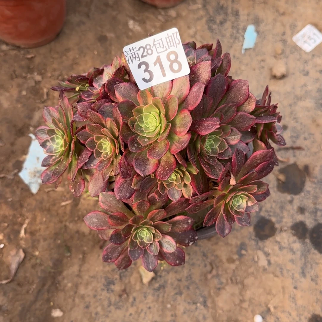 万黄锦多肉318满28包邮断枝不包