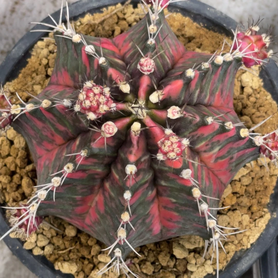 当前无花朵，栽培后可花朵红臀虎斑锦