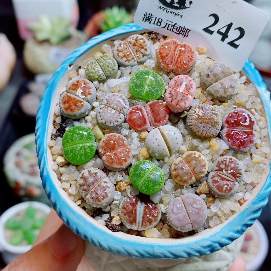 生石花花花花花花花242