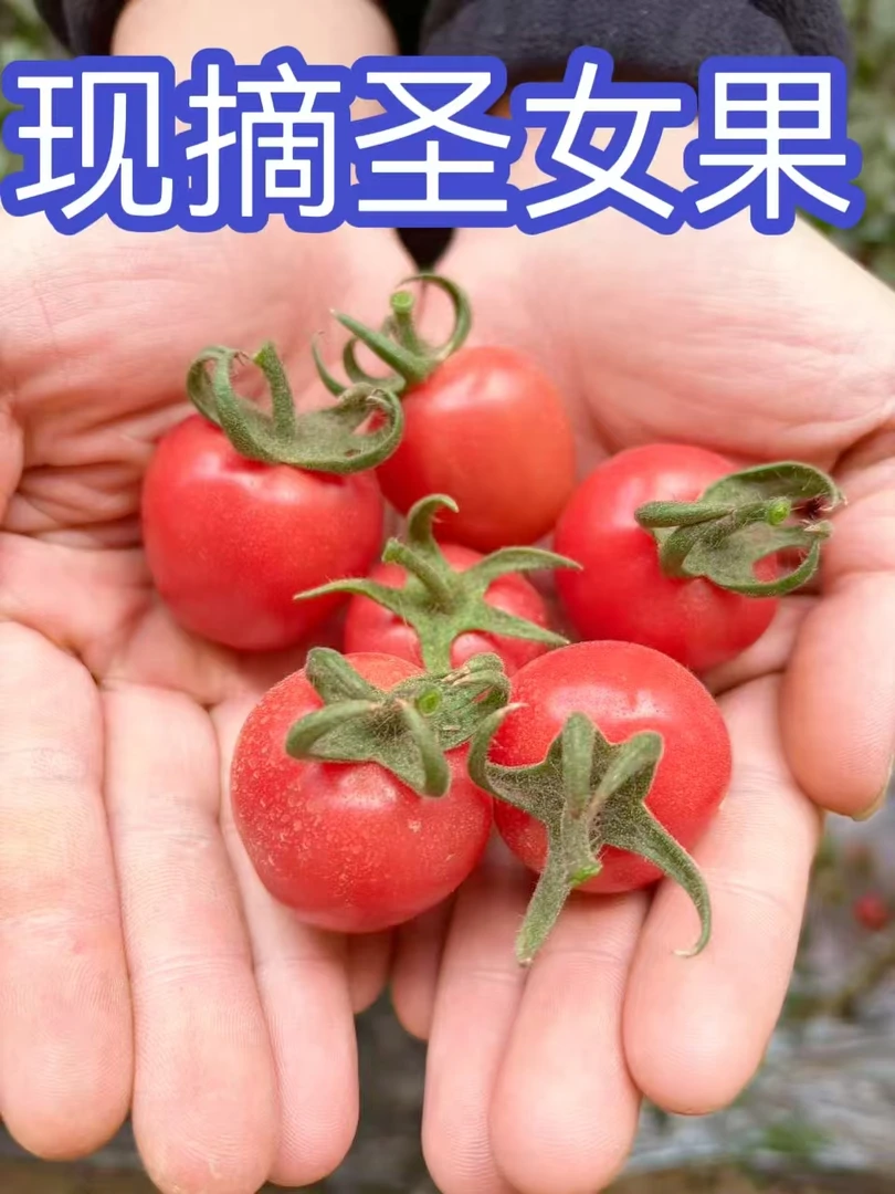 山东圣女果小番茄现摘现发酸甜新鲜水果