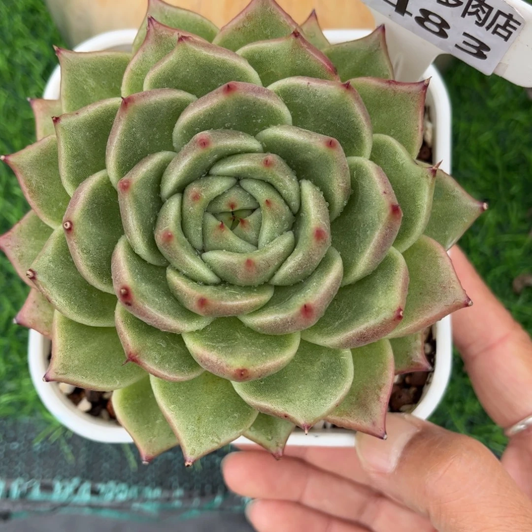 多肉植物3483 一定要拍个冷链哦