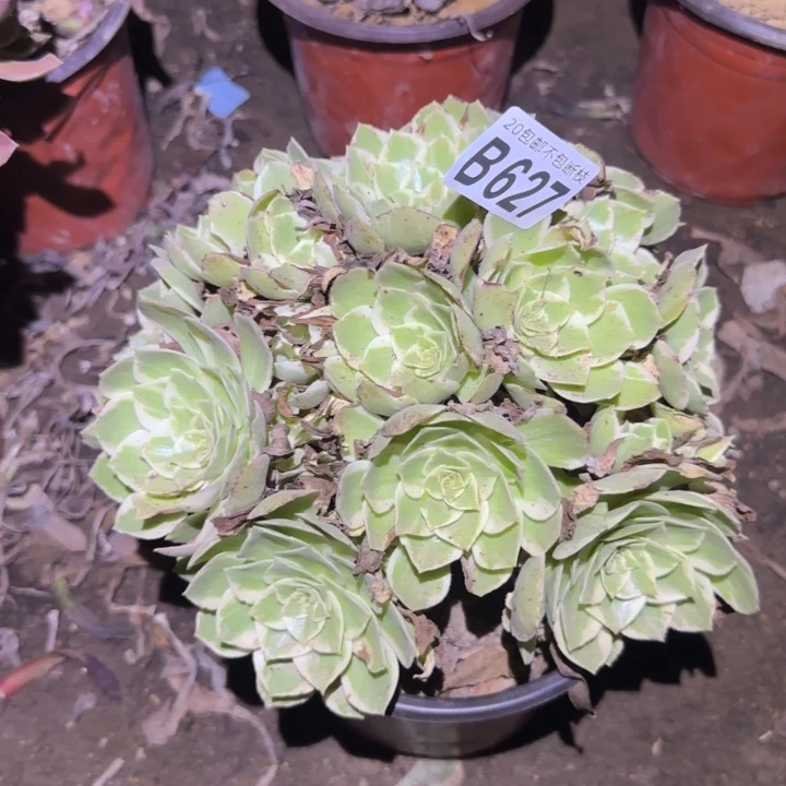 水蜜桃……多肉植物的
