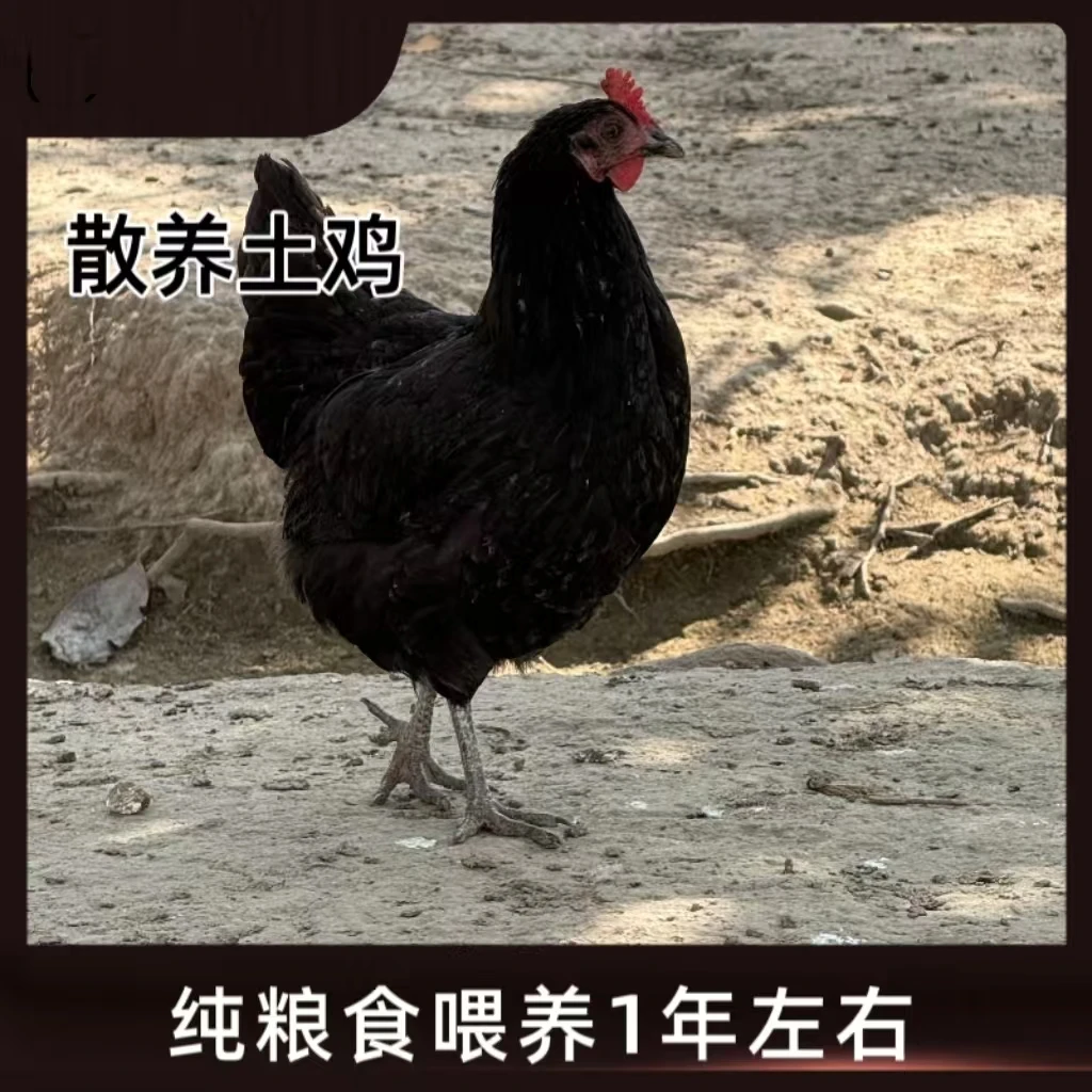 崇明树林散养土鸡  两只净重4斤以上.毛重6斤以上可发活体