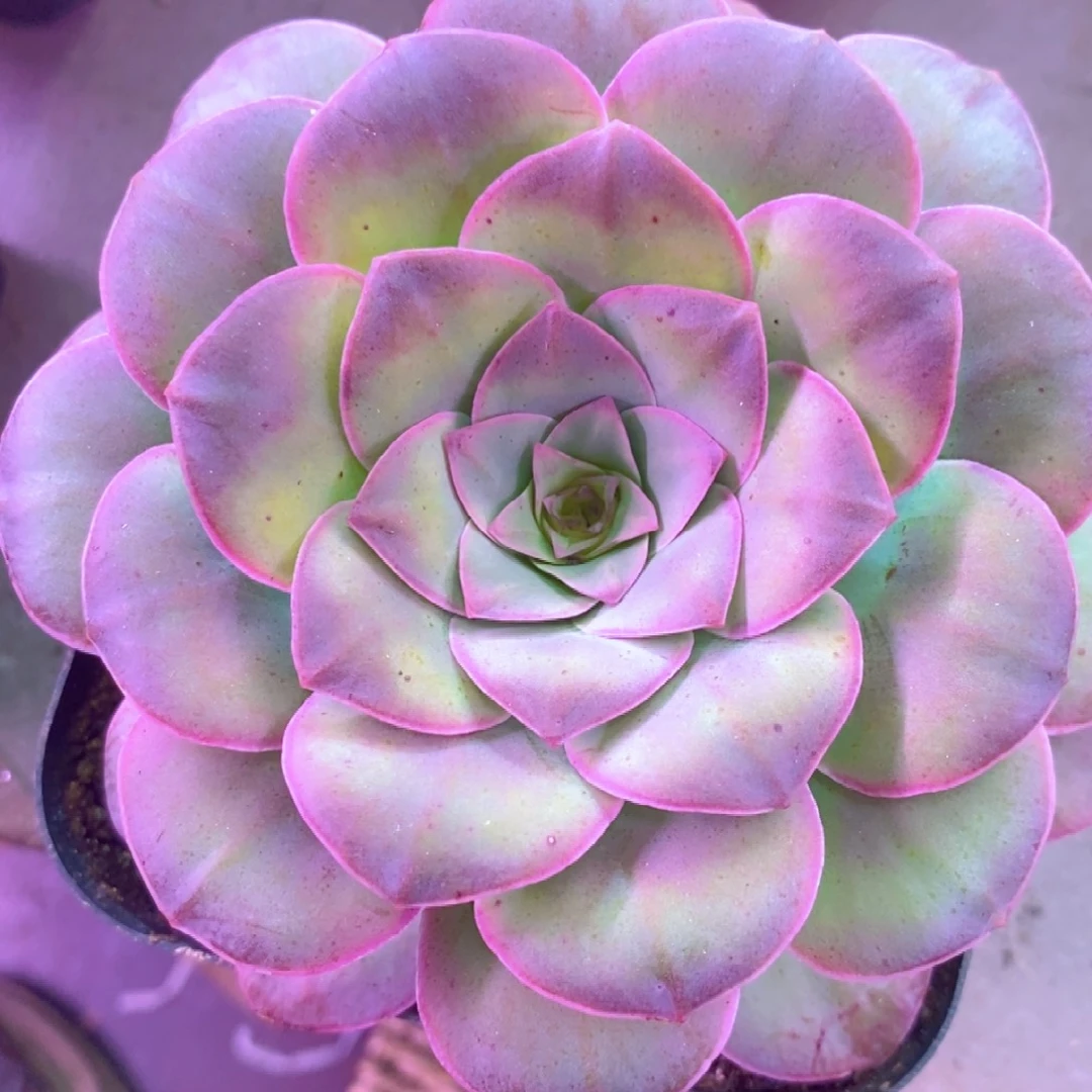 山地玫瑰一物一拍003黄帕