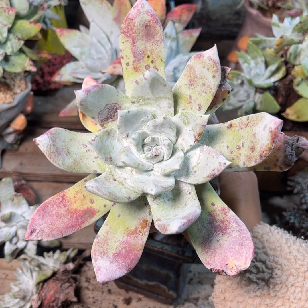 3540赛丽娜哈哈哈哈哈