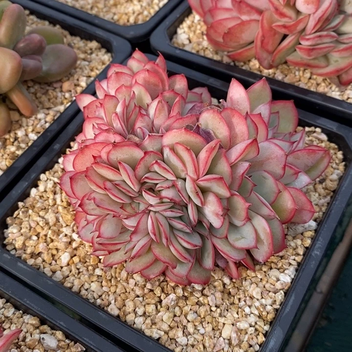 玩家货1202出，牡丹亭缀，