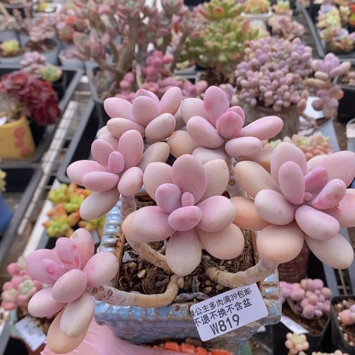 糖果桃蛋老桩13cm819多肉植物